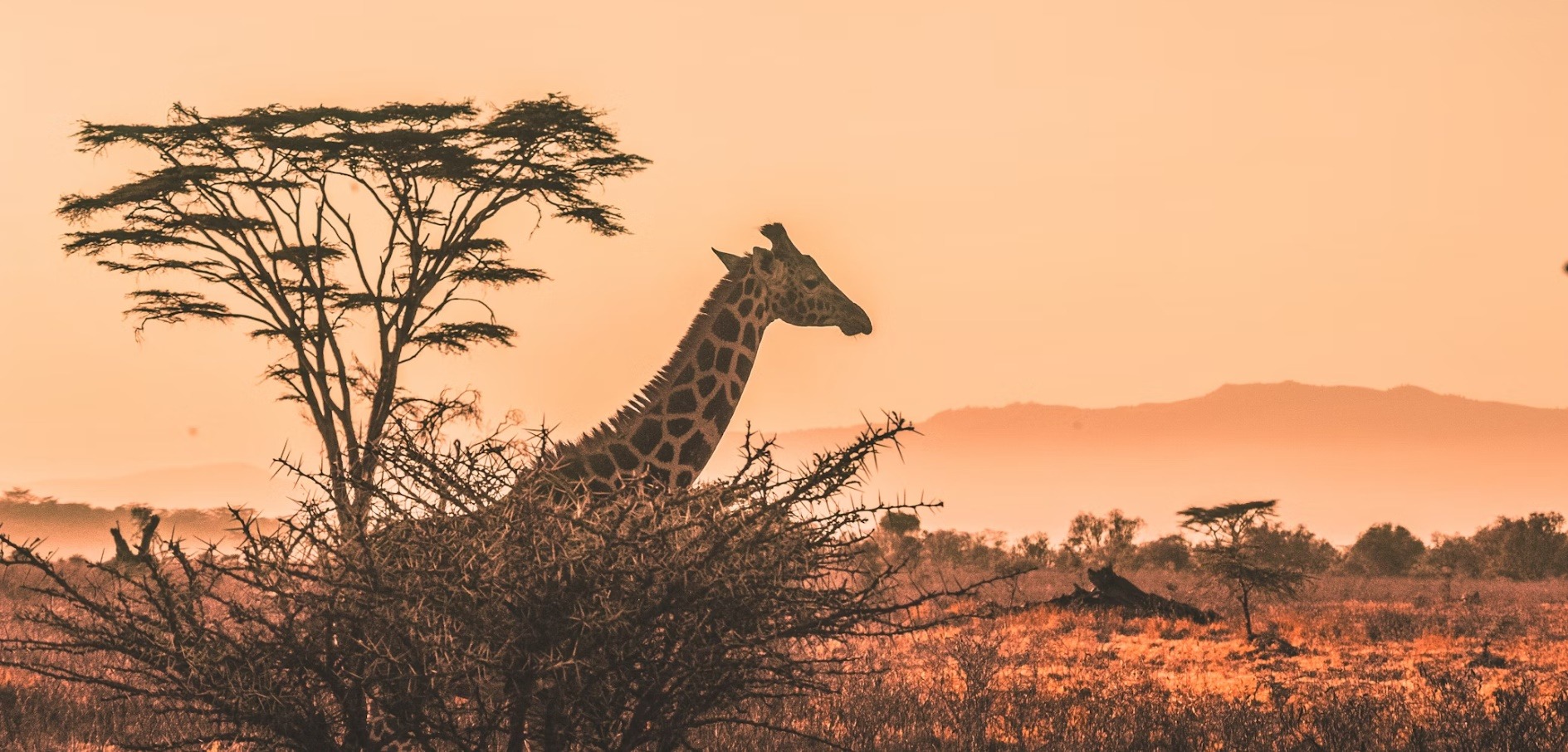 African U. country image